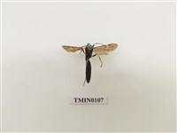 藏品(寄生蜂)的圖片